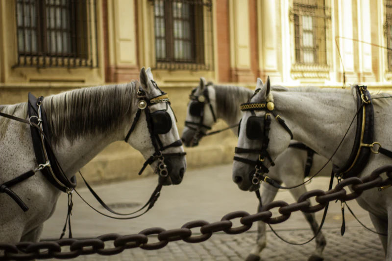 Caballos